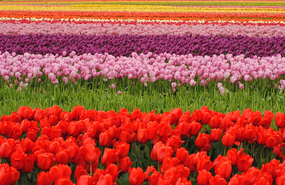 TULIPS.jpg