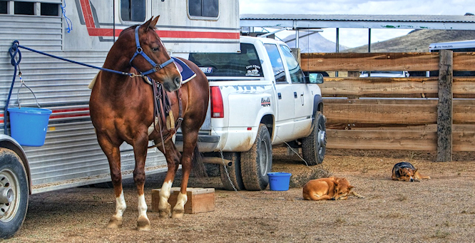 horse-419739_1280 (pixabay) resized.jpg